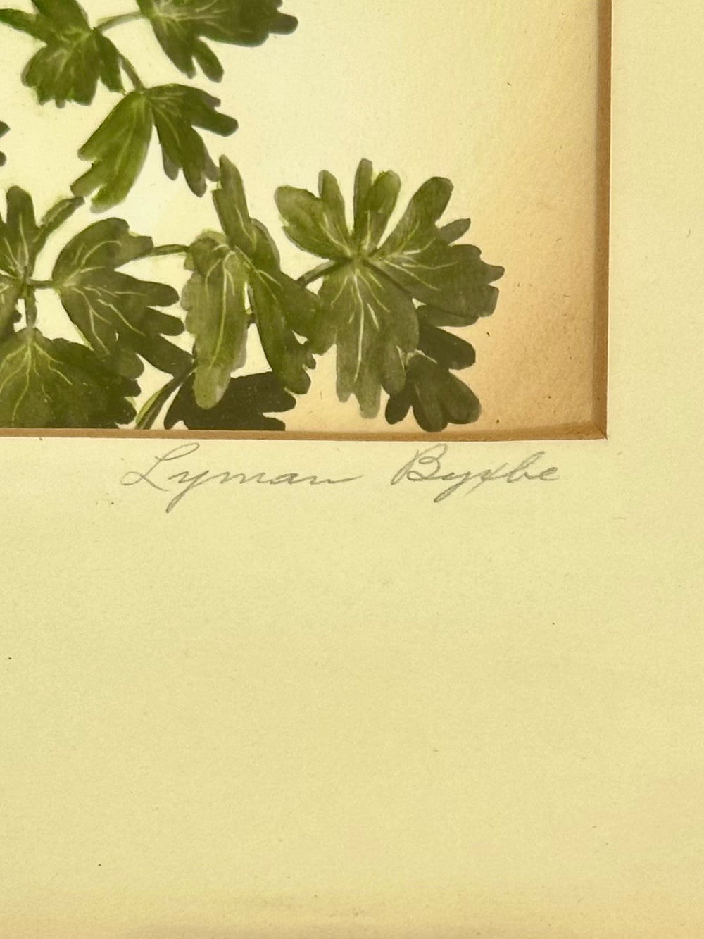 Lyman Byxbe, Pair of Framed Botanic Lithographs