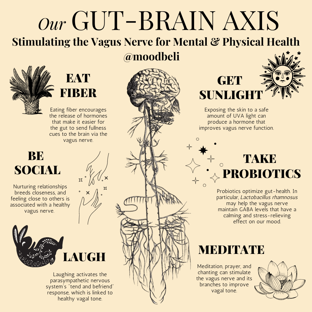 Gut brain connection diagram showing the vagus nerve and microbiome