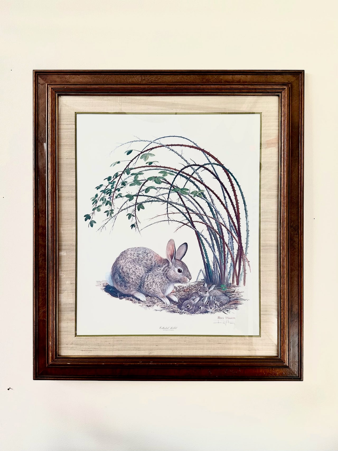 Ray Harm Original Framed Print, Cottontail Rabbit