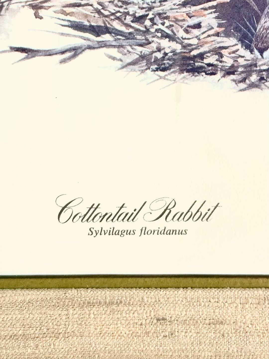 Ray Harm Original Framed Print, Cottontail Rabbit