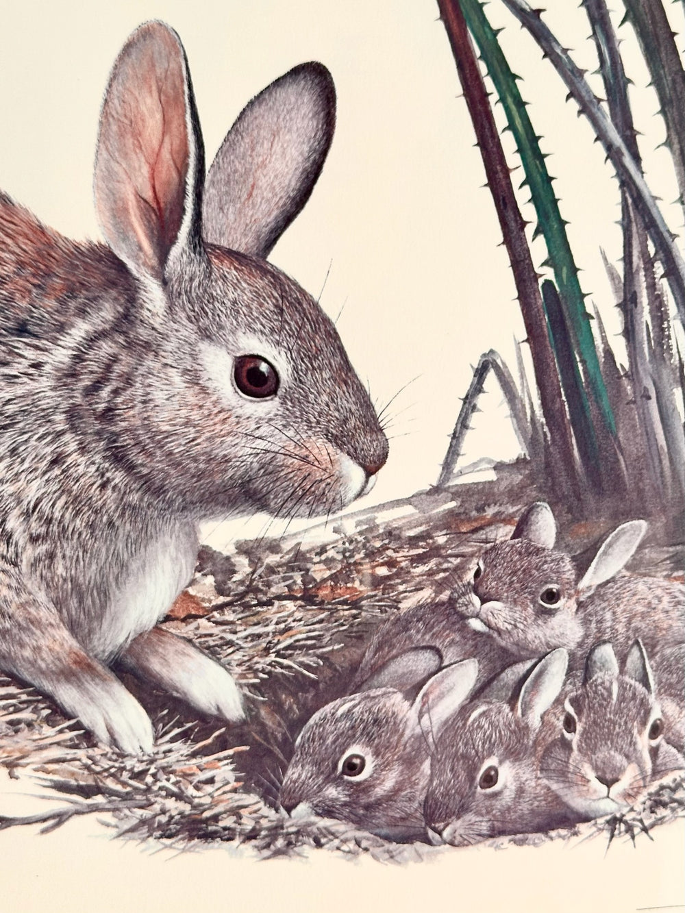 Ray Harm Original Framed Print, Cottontail Rabbit